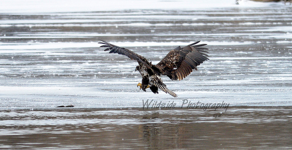 Juvenile Bald Eagle fishing