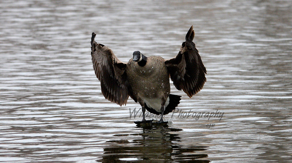 Canadian Goose landing in Dundee