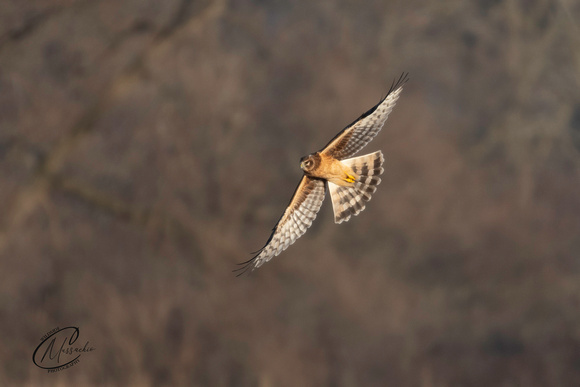 Northern Harrier on the hunt