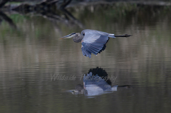 Great Blue Heron in Carpentersville