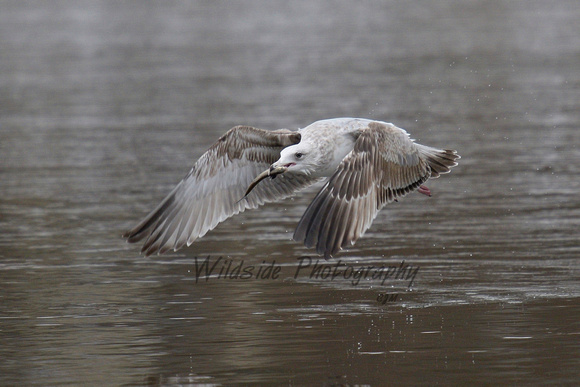 Herring Gull with fish