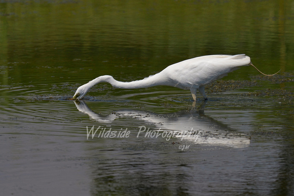 Great Egret fishing at Woods Creek Watershed