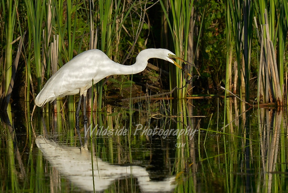 Great Egret with dinner at Woods Creek Watershed