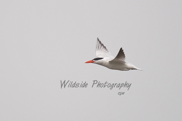 Caspian Tern at Woods Creek Watershed