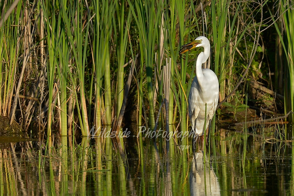 Great Egret with dinner at Woods Creek Watershed