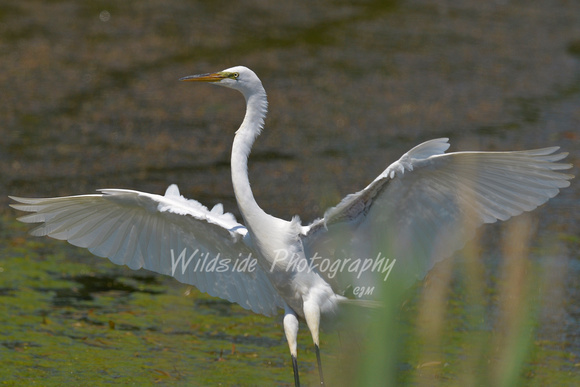 Great Egret at Woods Creek Watershed