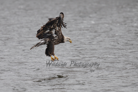 Immature Bald Eagle going in for the catch