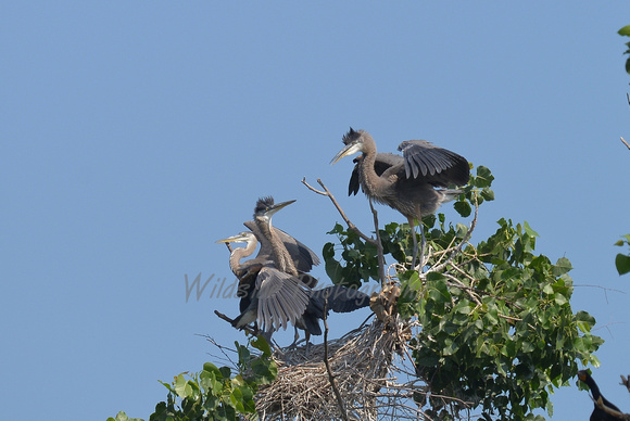 Great Blue Herons at Hoffman Estates Rookery