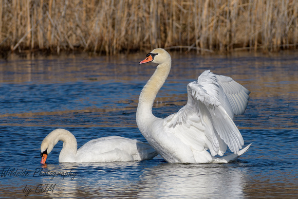 Mute Swans