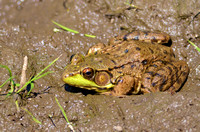 Frog at Bowes Creek