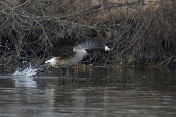 Canadian Goose in Algonquin