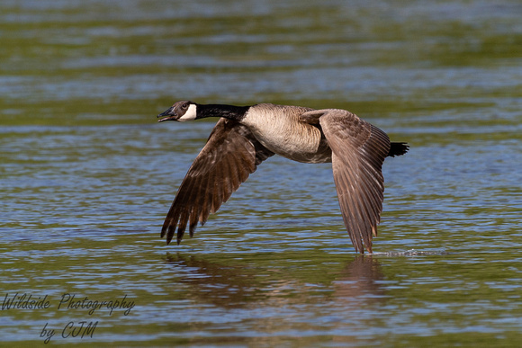 Canadian Goose Cruisin' the River