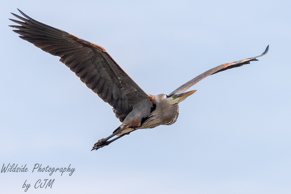 Great Blue Heron Fly By
