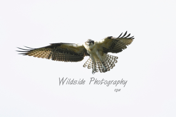 Osprey Hovering over fish