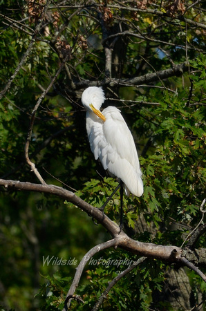 Great Egret in Carpentersville