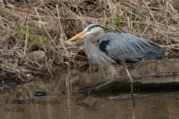 Great Blue Heron on the hunt