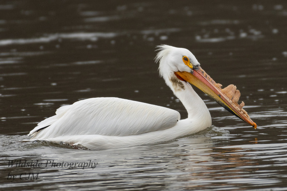 American White Pelican