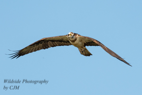 Osprey fly by