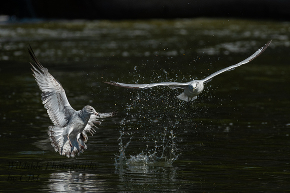 Ring-Billed Gulls fighting over fish