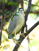 Black-Crowned Night Heron