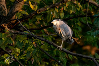 Black-Crowned Night Heron