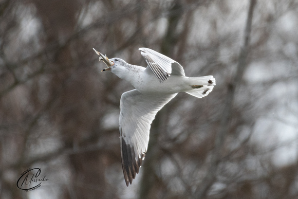 Ring-Billed Gull with fish