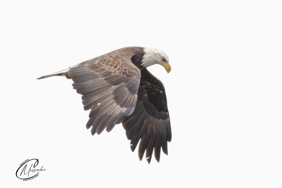 Immature Bald Eagle fly by