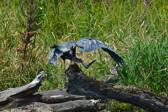 Great Blue Heron at Fox River Shores