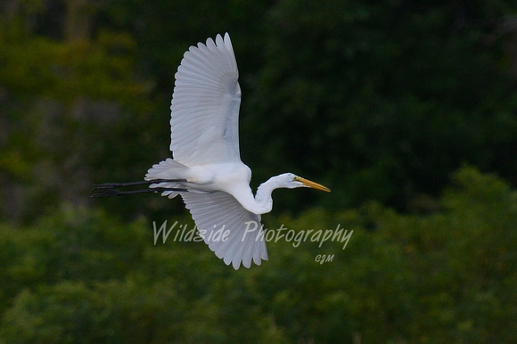Great Egret at Fox River Shores