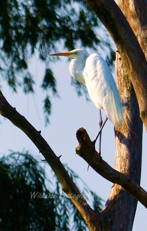 Great Egret at Woods Creek Watershed