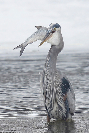 Great Blue Heron with fish in Algonquin