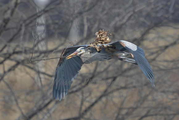 Great Blue Heron at Hoffman Estates Rookery