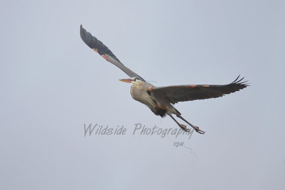 Great Blue Heron at Hoffman Estates Rookery