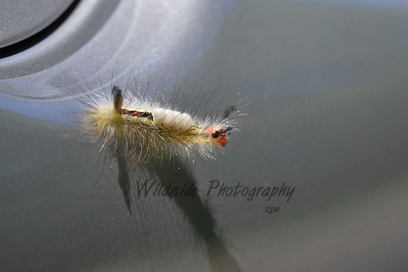 White-Marked Tussock Moth at Buffalo Park